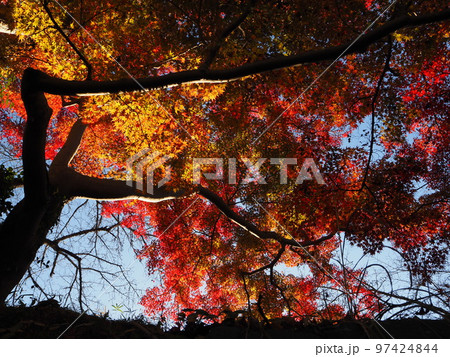 もみじ 97424844