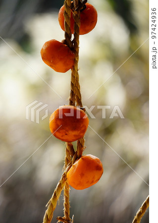 干し柿 干し柿 97424936