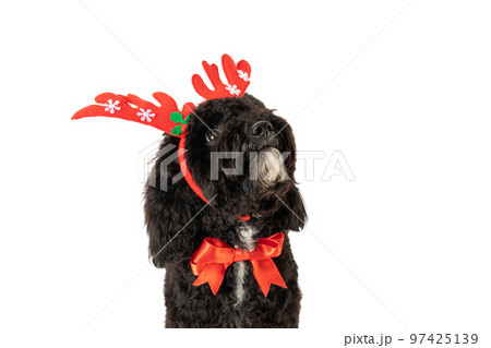 Funny Christmas dog, isolated on white background Funny Christmas dog, isolated on white background 97425139