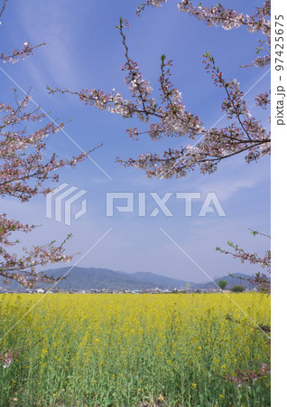 藤原宮跡の桜と菜の花、 奈良県橿原市高殿町 藤原宮跡の桜と菜の花、 奈良県橿原市高殿町 97425675