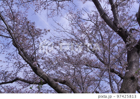 藤原宮跡の桜並木、 奈良県橿原市高殿町 藤原宮跡の桜並木、 奈良県橿原市高殿町 97425813