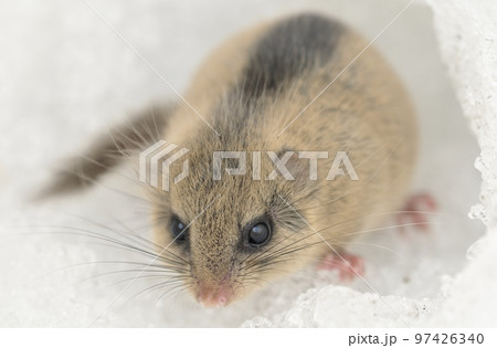 ヤマネ ヤマネ 97426340
