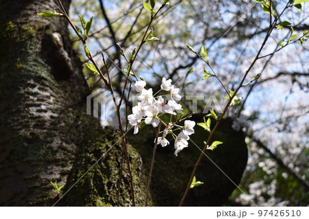 幹から直接伸びた小枝に咲くヤマザクラの花(胴吹き桜) 幹から直接伸びた小枝に咲くヤマザクラの花(胴吹き桜) 97426510