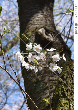 幹から直接伸びた小枝に咲くヤマザクラの花(胴吹き桜) 幹から直接伸びた小枝に咲くヤマザクラの花(胴吹き桜) 97426512