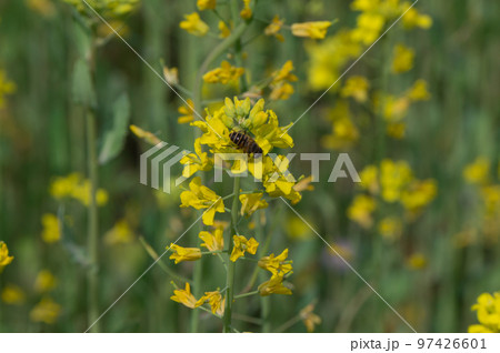 藤原宮跡の菜の花、 奈良県橿原市高殿町 藤原宮跡の菜の花、 奈良県橿原市高殿町 97426601