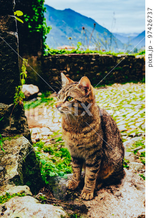 世界遺産 コトルの城壁にたたずむ猫 世界遺産 コトルの城壁にたたずむ猫 97426737