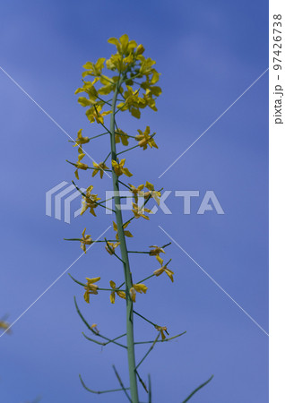 藤原宮跡の菜の花、 奈良県橿原市高殿町 97426738