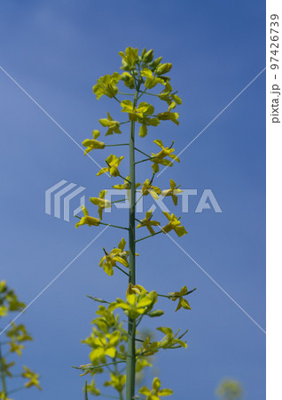 藤原宮跡の菜の花、 奈良県橿原市高殿町 藤原宮跡の菜の花、 奈良県橿原市高殿町 97426739
