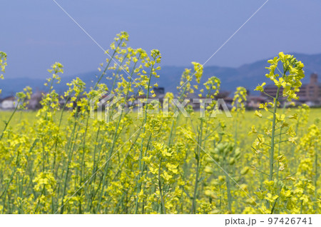 藤原宮跡の菜の花、 奈良県橿原市高殿町 97426741