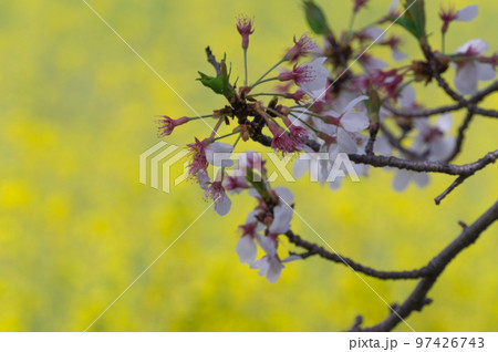 藤原宮跡の桜と菜の花、 奈良県橿原市高殿町 97426743
