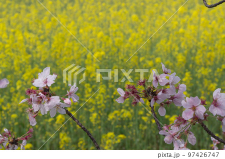 藤原宮跡の桜と菜の花、 奈良県橿原市高殿町 藤原宮跡の桜と菜の花、 奈良県橿原市高殿町 97426747