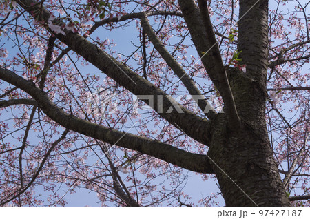 藤原宮跡の桜道、 奈良県橿原市高殿町 藤原宮跡の桜道、 奈良県橿原市高殿町 97427187