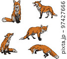 Fox, color. vector image of a fox, vector illustration for use in logos, signs, trademarks, for design and advertising 97427666