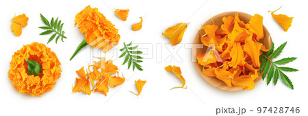 fresh marigold or tagetes erecta flower isolated on white background with full depth of field. Top view. Flat lay 97428746