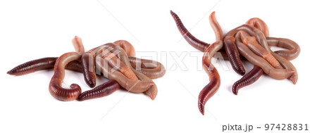 bunch of earthworms isolated on white background macro 97428831