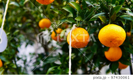 冬の収穫時期を迎えた夏みかんと害獣対策 97430061