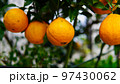 冬の収穫時期を迎えた夏みかん 97430062