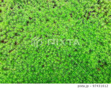 苔の背景 緑の壁 苔の背景 緑の壁 97431612