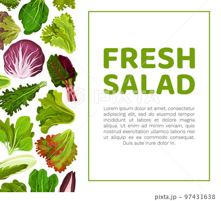 Fresh Salad Leaves Design with Green Vegetables Vector Template 97431638