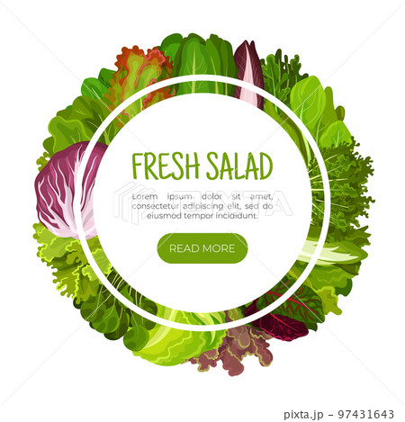 Fresh Salad Leaves Design with Green Vegetables Vector Template Fresh Salad Leaves Design with Green Vegetables Vector Template 97431643
