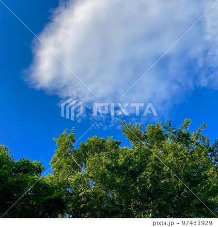 緑の木々と青空と雲 97431929