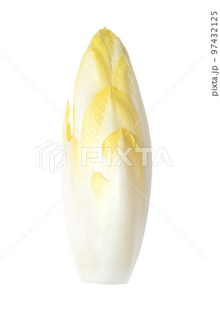 Belgian endive, fresh witloof chicory bud with slightly bitter leaves, isolated, from above. Witlof, indivia, endivias or chicon. Grown in absence of light to preserve pale color and delicate flavor. Belgian endive, fresh witloof chicory bud with slightly bitter leaves, isolated, from above. Witlof, indivia, endivias or chicon. Grown in absence of light to preserve pale color and delicate flavor. 97432125