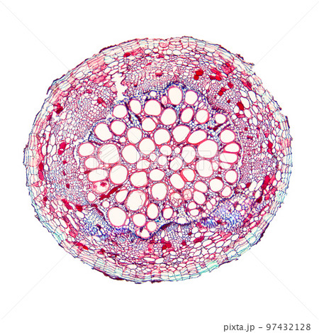 Cotton plant root, under the light microscope. Longitudinal section through the root of Gossypium hirsutum, upland or also Mexican cotton. Light micrograph at 20X magnification. Isolated, over white. 97432128