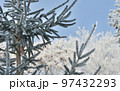 Wintry landscape. Branches of fir tree misted with frost on white winter background. Template for postcards, greeting cards, posters and magazines. 97432293