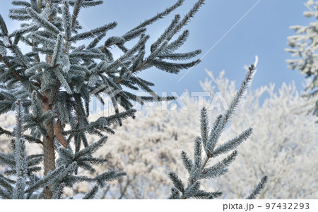 Wintry landscape. Branches of fir tree misted with frost on white winter background. Template for postcards, greeting cards, posters and magazines. 97432293
