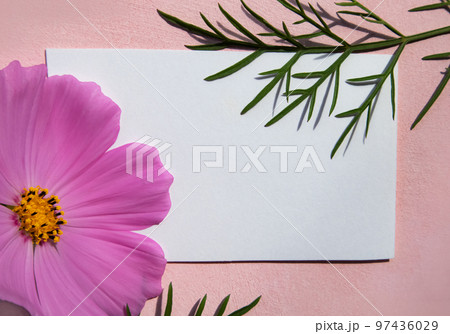 Note paper with pink cosmea flowers on a pink background . Flat layout. 97436029