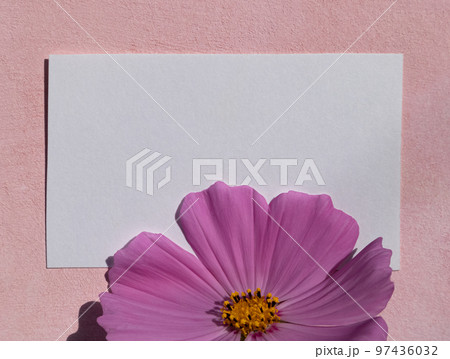 Note paper with pink cosmea flowers on a pink background . Flat layout. Note paper with pink cosmea flowers on a pink background . Flat layout. 97436032