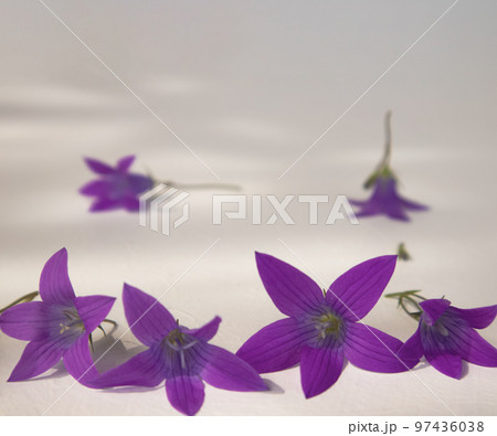 delicate bright blue bell flowers highlighted on a white background with space for your text. 97436038