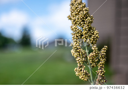 Selective focus on maturing seed head of sorghum bicolor 97436632