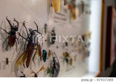 Pinned exotic species of coleoptera beetles in an insect collection 97437289