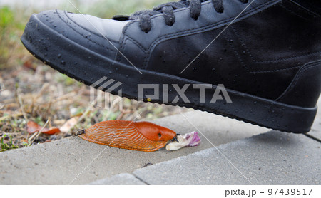 Stylommatophora and black boot trying to crush it Stylommatophora and black boot trying to crush it 97439517