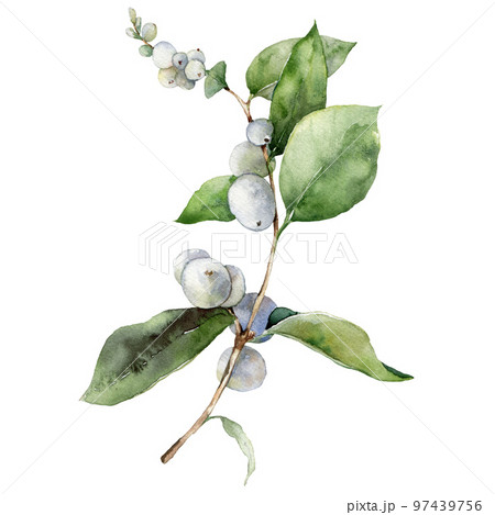 Watercolor Christmas card of white snowberry branch. Hand painted winter plant of berries and leaves isolated on white background. Illustration for design, print, fabric or background. Watercolor Christmas card of white snowberry branch. Hand painted winter plant of berries and leaves isolated on white background. Illustration for design, print, fabric or background. 97439756