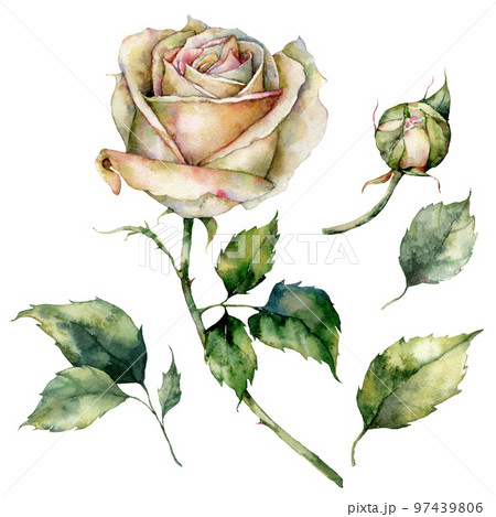 Watercolor Christmas set of white rose, leaves and bud. Hand painted holiday elements of flowers and plants isolated on white background. Illustration for design, print, background. Watercolor Christmas set of white rose, leaves and bud. Hand painted holiday elements of flowers and plants isolated on white background. Illustration for design, print, background. 97439806