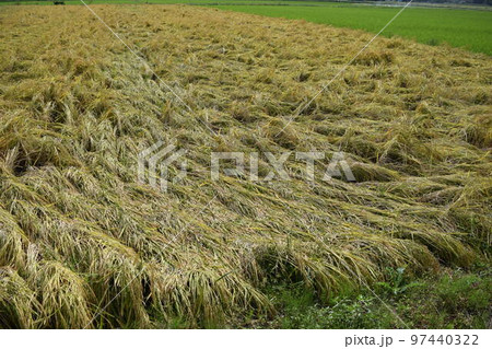 風水害の被害にあった稲穂 97440322
