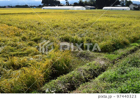 風水害の被害にあった稲穂 97440323