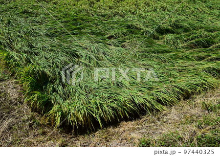 風水害の被害にあった稲穂 97440325