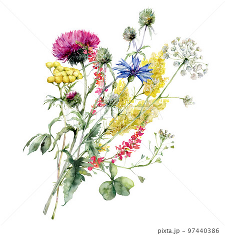 Watercolor meadow flowers bouquet of thistle, cornflower and blueberry. Hand painted floral poster of wildflowers isolated on white background. Holiday Illustration for design, print, background. 97440386