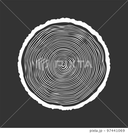 Round tree trunk cut, sawn pine or oak slice. Saw cut timber, wood. White wooden texture with tree rings. Hand drawn sketch. Vector illustration 97441069