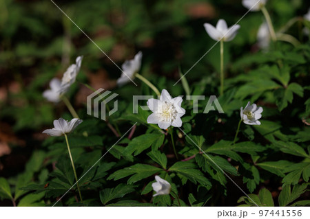 早春の野に咲く可憐な花 アズマイチゲ 早春の野に咲く可憐な花 アズマイチゲ 97441556