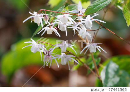 錨の様な形の花を咲かせる春の花イカリソウ 錨の様な形の花を咲かせる春の花イカリソウ 97441566