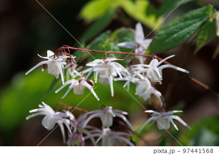 錨の様な形の花を咲かせる春の花イカリソウ 錨の様な形の花を咲かせる春の花イカリソウ 97441568