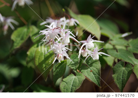 錨の様な形の花を咲かせる春の花イカリソウ 97441570