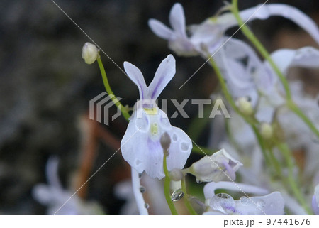 花弁がV字型に立った様子がまるでウサギの耳の様で薄紫の花がウサギのように見えるウサギゴケが可愛いです 97441676