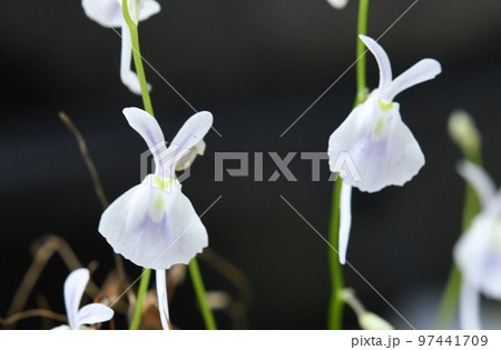 ウサギが二匹、花の形がウサギの顔に似たウサギゴケが可愛いです ウサギが二匹、花の形がウサギの顔に似たウサギゴケが可愛いです 97441709