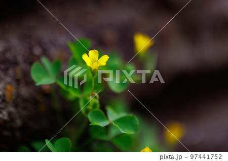 幸運の四つ葉のクローバーと間違われる　カタバミ 97441752