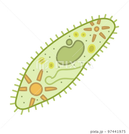 ゾウリムシ 97441975